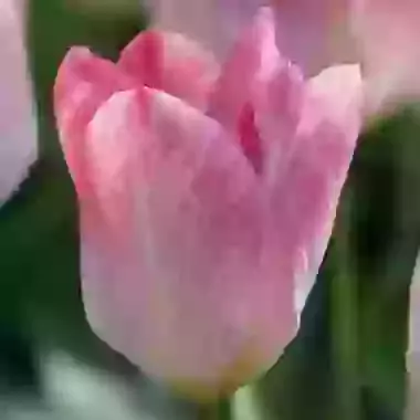 Flaming Purissima